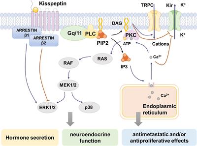 The Role of <mark class="highlighted">Kisspeptin</mark> in the Control of the Hypothalamic-Pituitary-Gonadal Axis and Reproduction